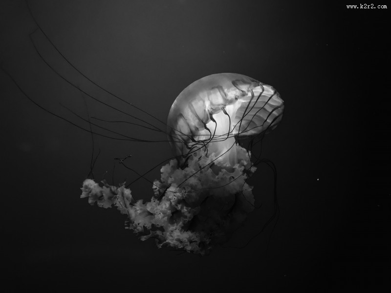 形态各异的水母图片