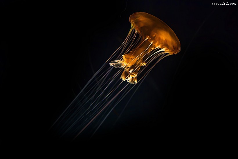 身姿轻盈的水母图片