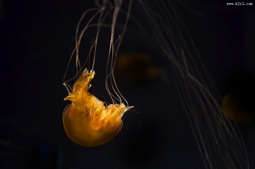 身姿轻盈的水母图片