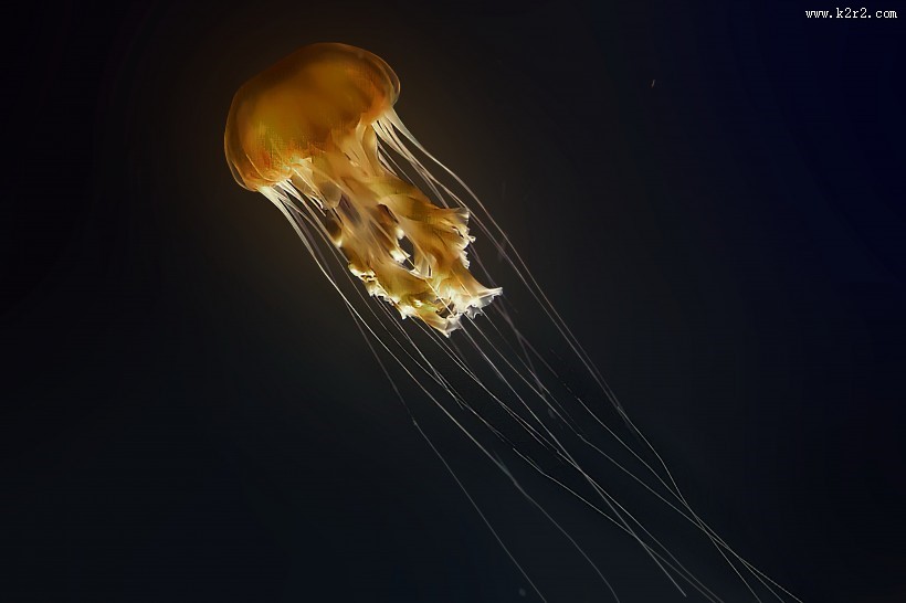 身姿轻盈的水母图片