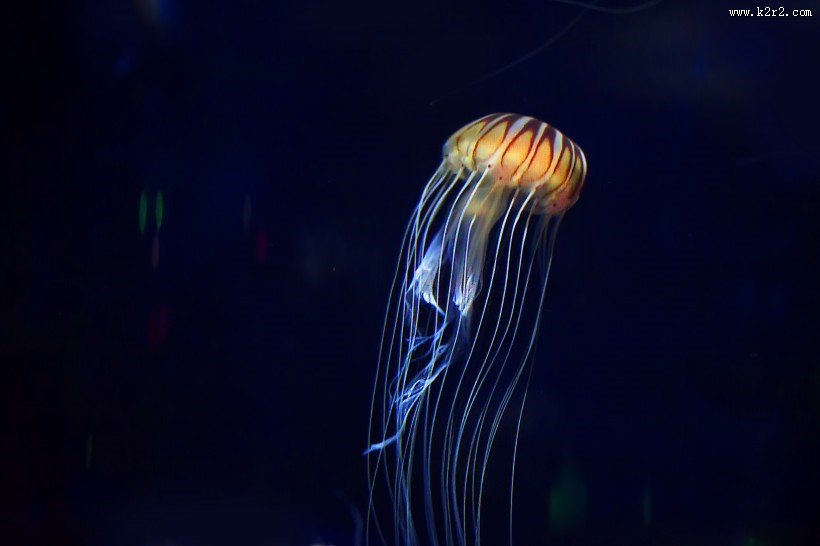 身姿轻盈的水母图片