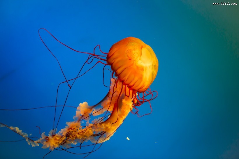 身姿轻盈的水母图片