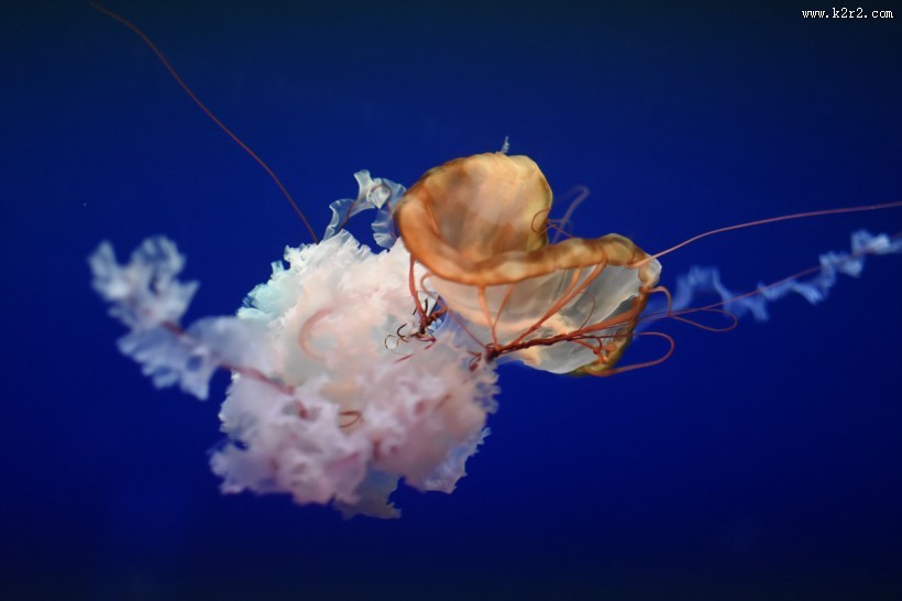 海洋中自由飘荡的水母图片大全