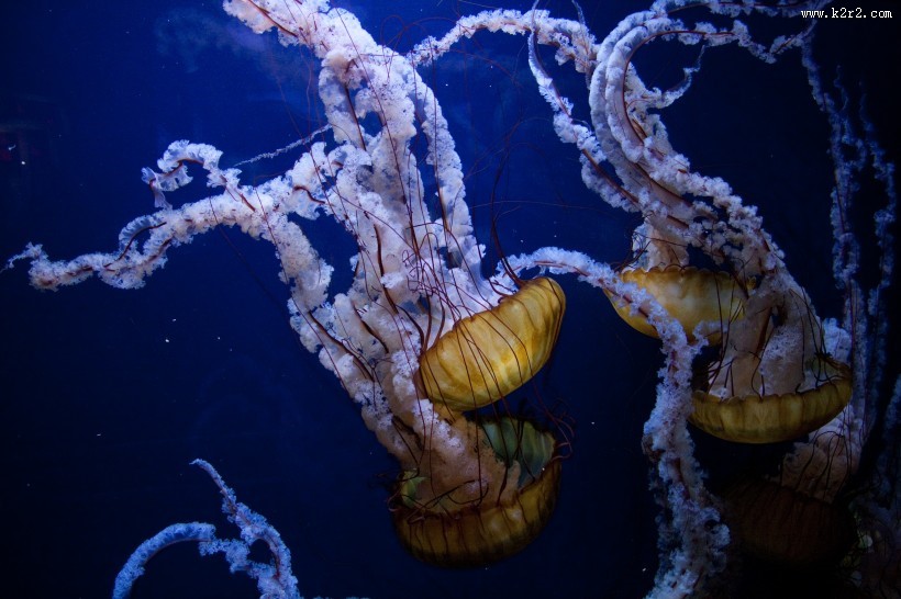 一群美丽水母图片大全