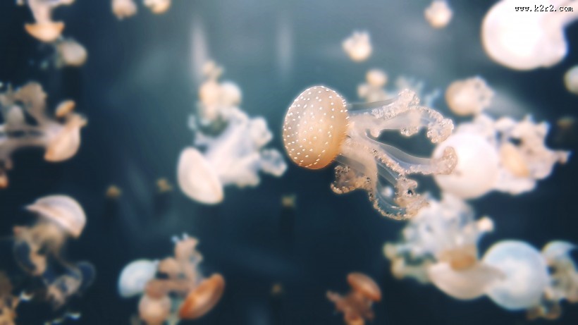 一群美丽水母图片大全
