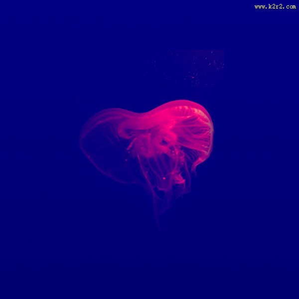 肉食性的水母图片