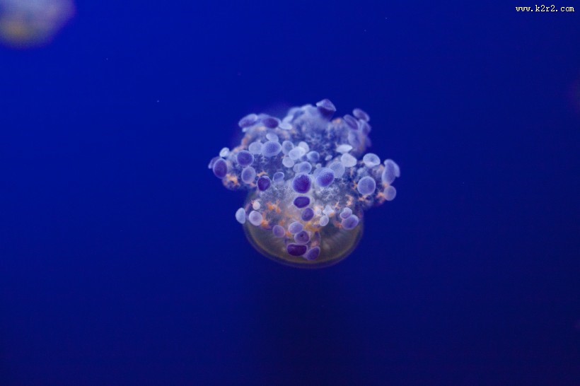 肉食性的水母图片