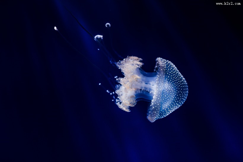 肉食性的水母图片