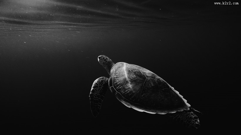 海里的海龟图片