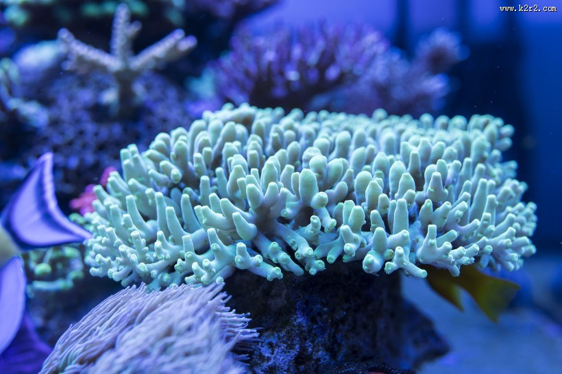 绮丽的海底世界图片