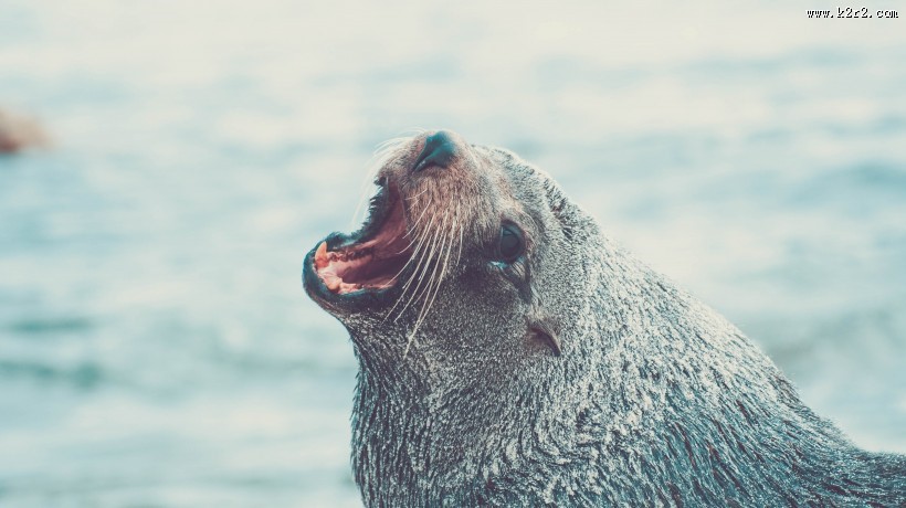 可爱的海豹图片