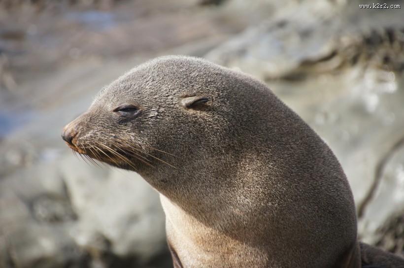 可爱的海豹图片