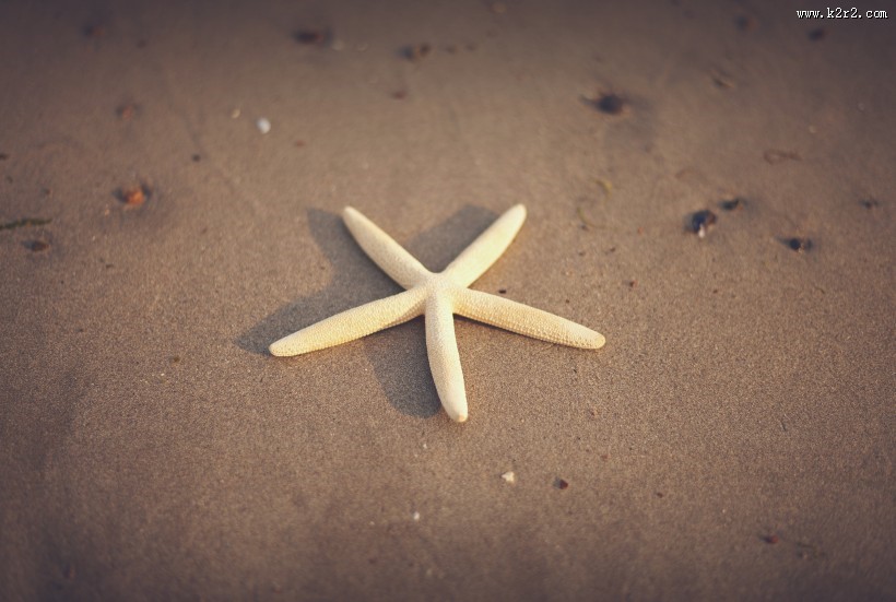 不同的海星图片大全