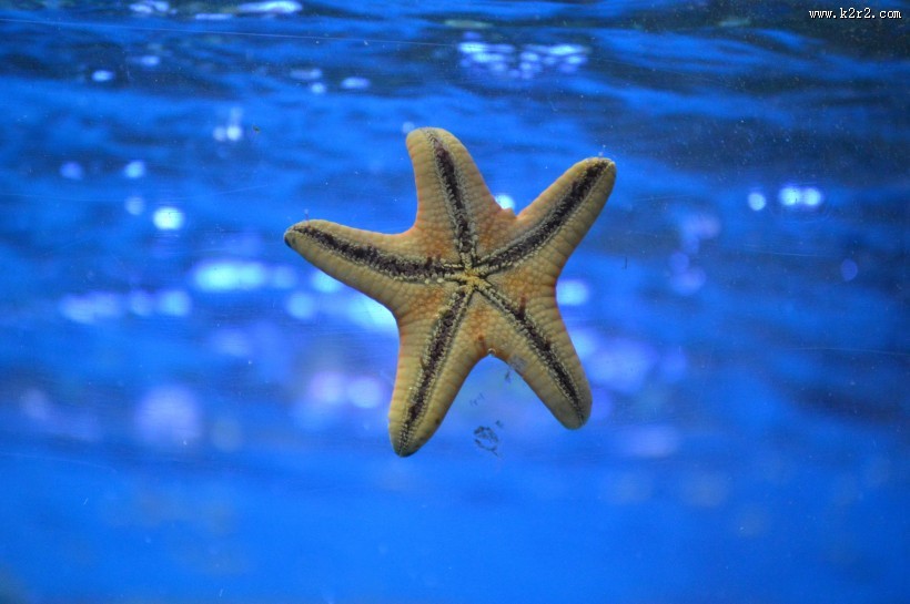 不同的海星图片大全