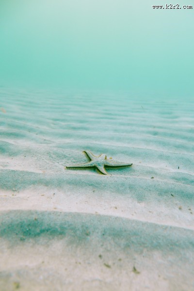 不同的海星图片大全