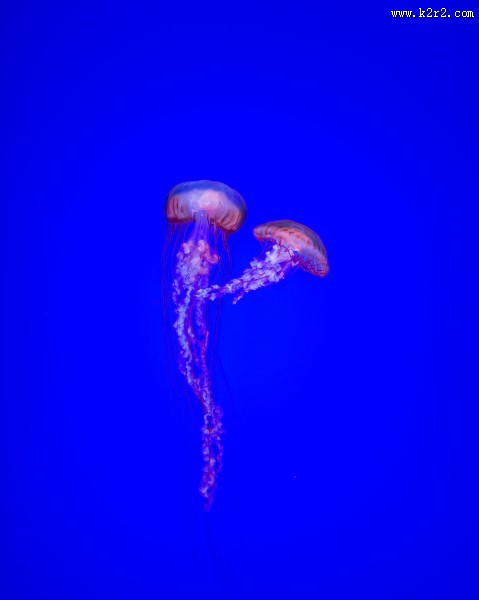 可爱的水母图片