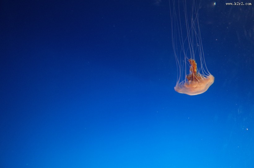 可爱的水母图片