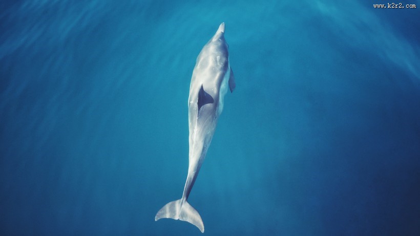 活泼可爱的海豚图片大全