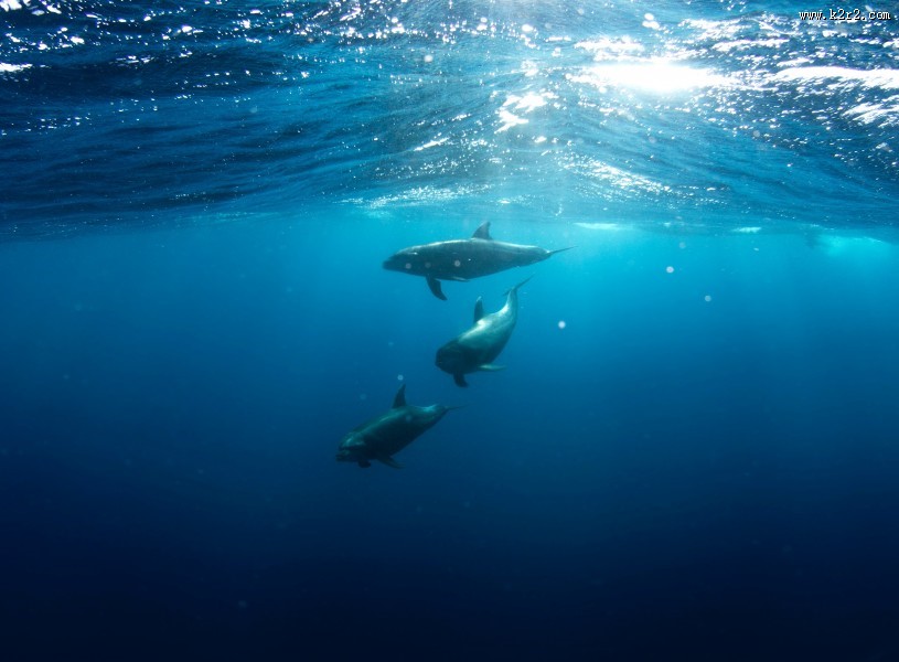 活泼可爱的海豚图片大全