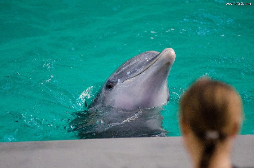 活泼可爱的海豚图片大全