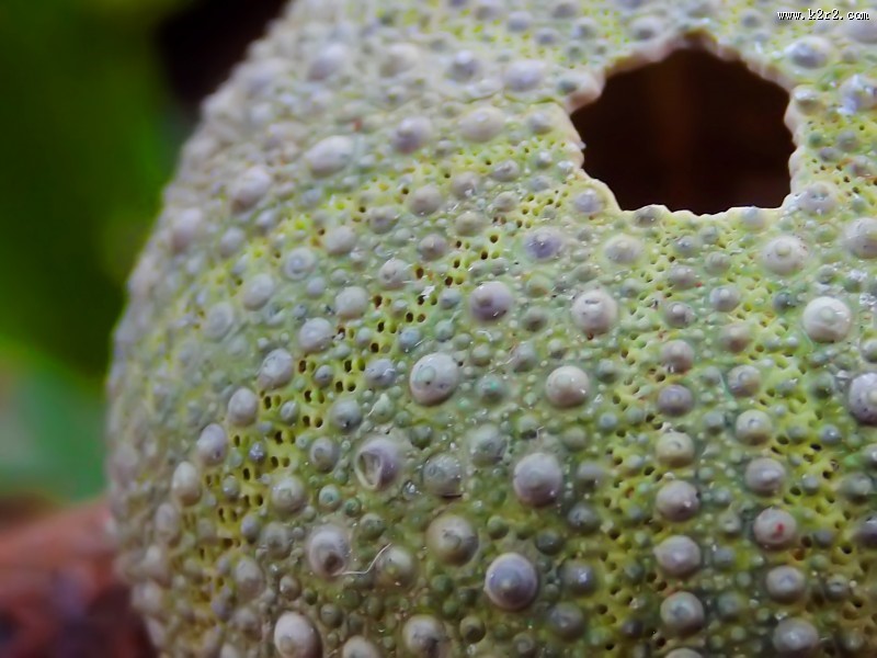 阳光下的海胆壳图片