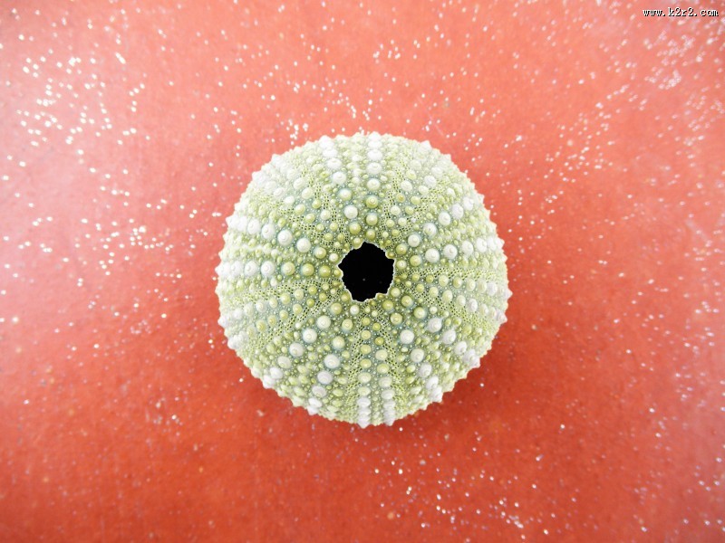 阳光下的海胆壳图片