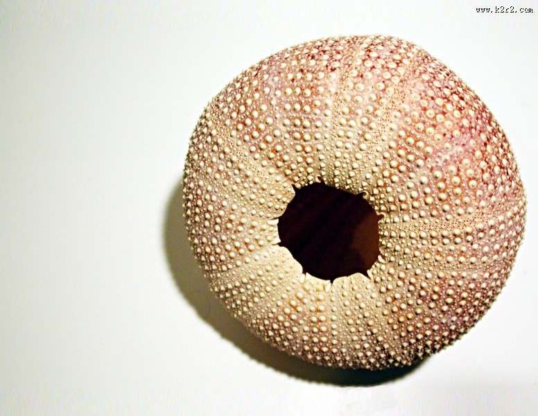 阳光下的海胆壳图片