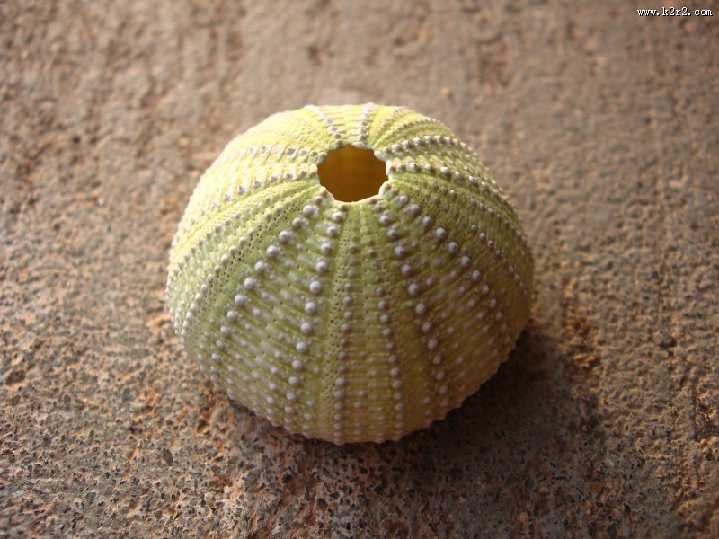 阳光下的海胆壳图片