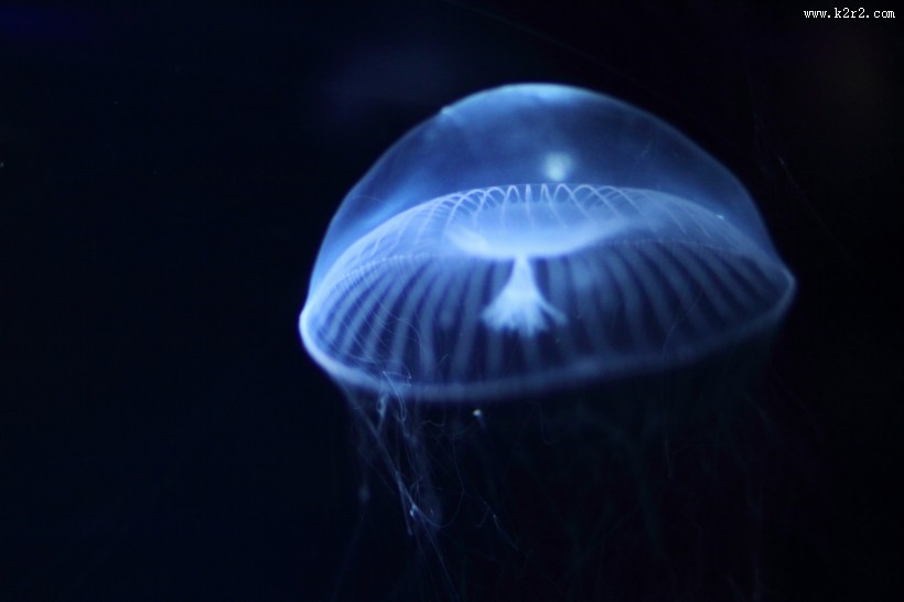 海洋中的水母图片大全