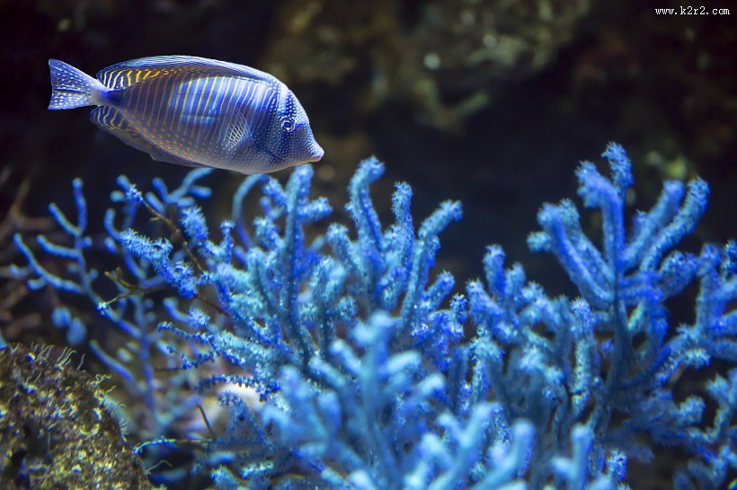 水族馆里的水生动植物图片