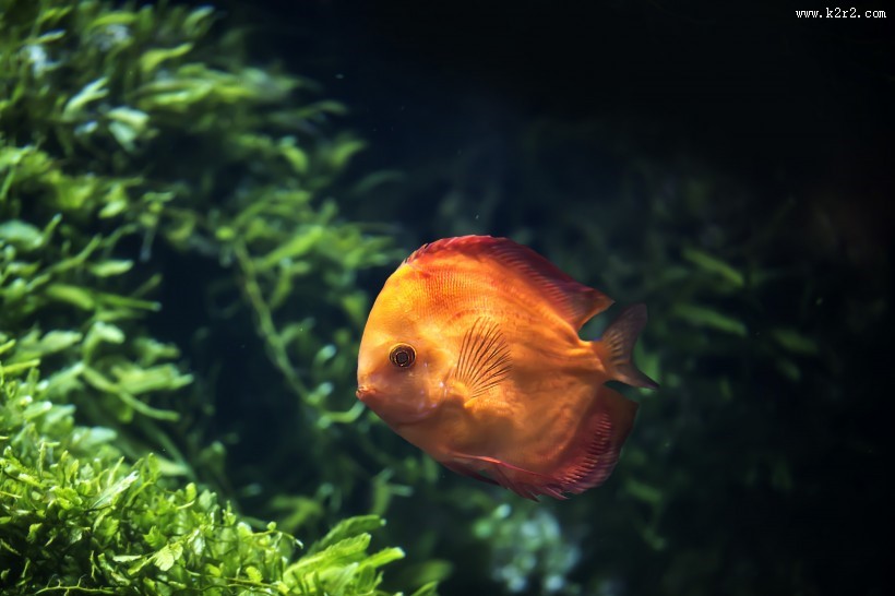 水族馆里的水生动植物图片