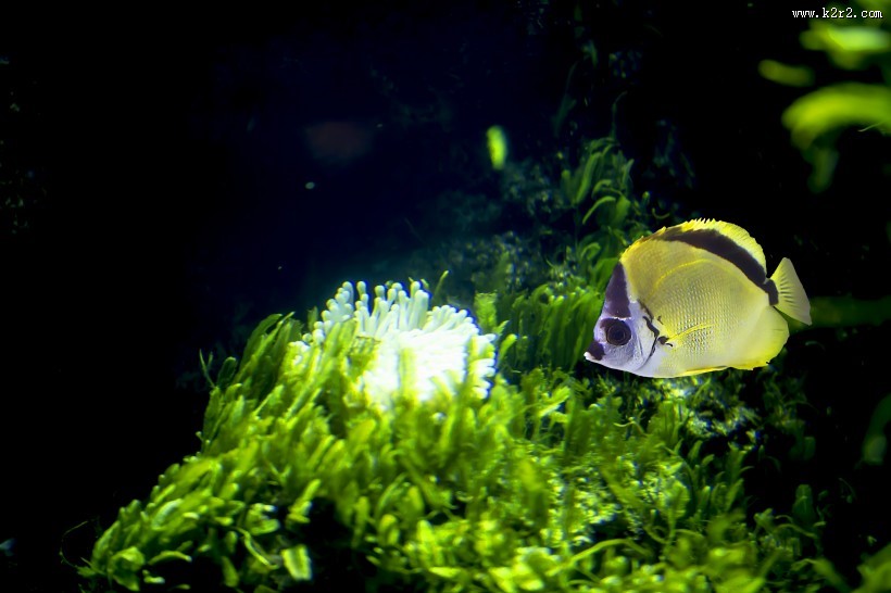 水族馆里的水生动植物图片