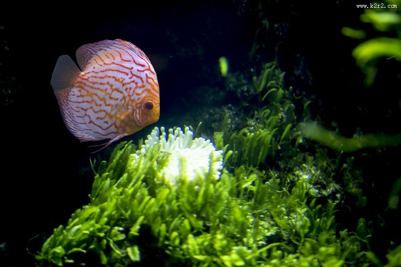 水族馆里的水生动植物图片