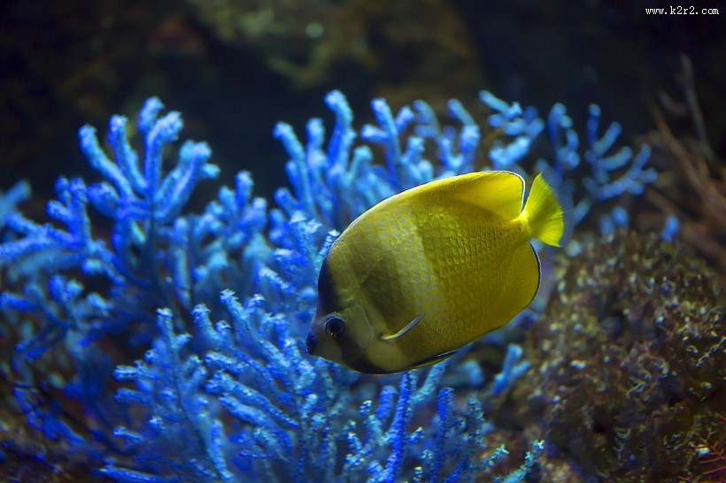 水族馆里的水生动植物图片