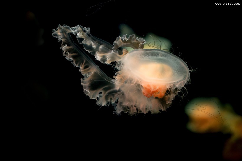 水母图片大全