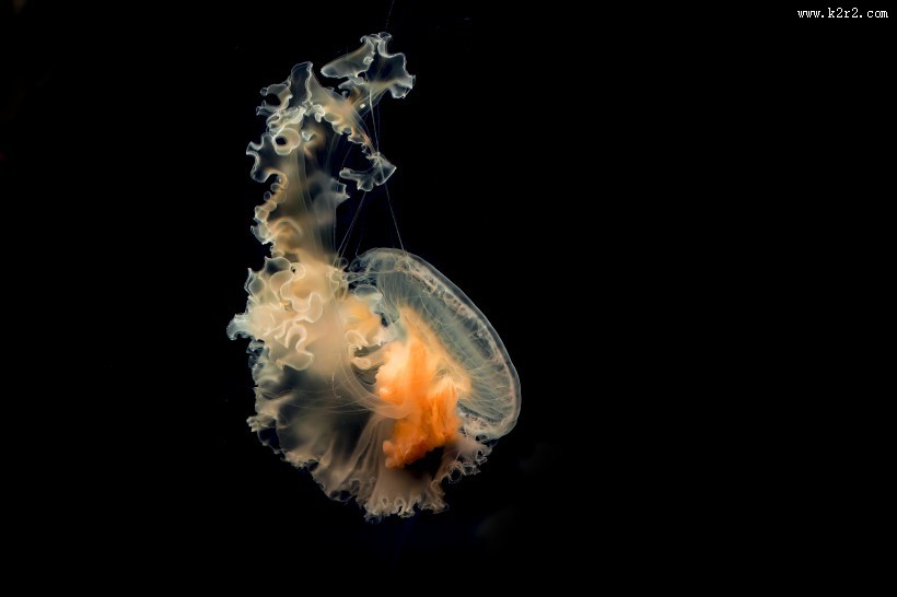 水母图片大全