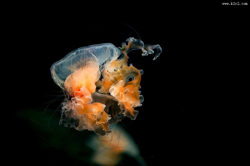 水母图片大全