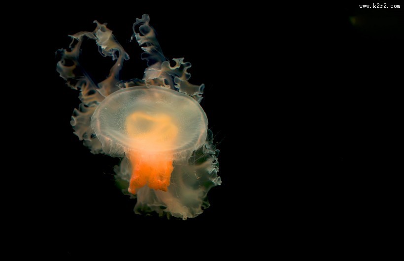 水母图片大全