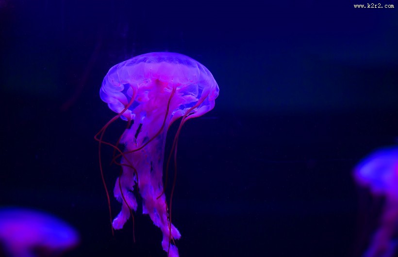 水母图片大全
