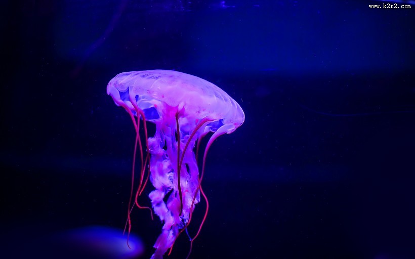 水母图片大全