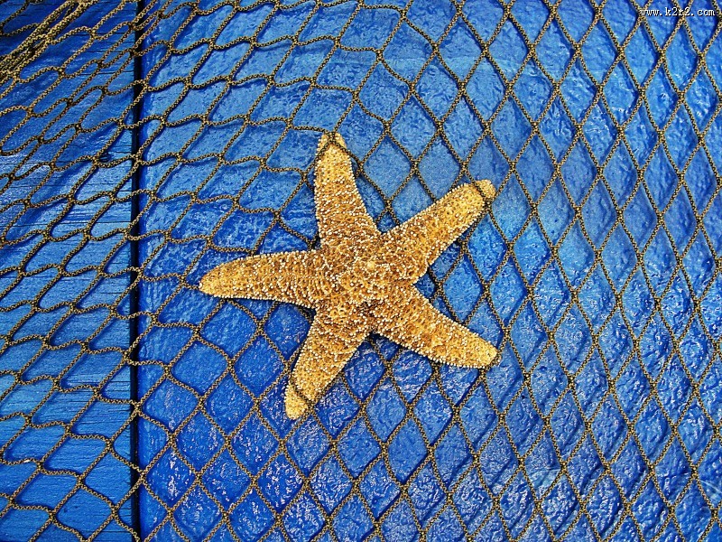 海星摄影图片