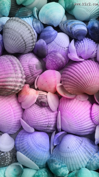 漂亮的贝壳图片