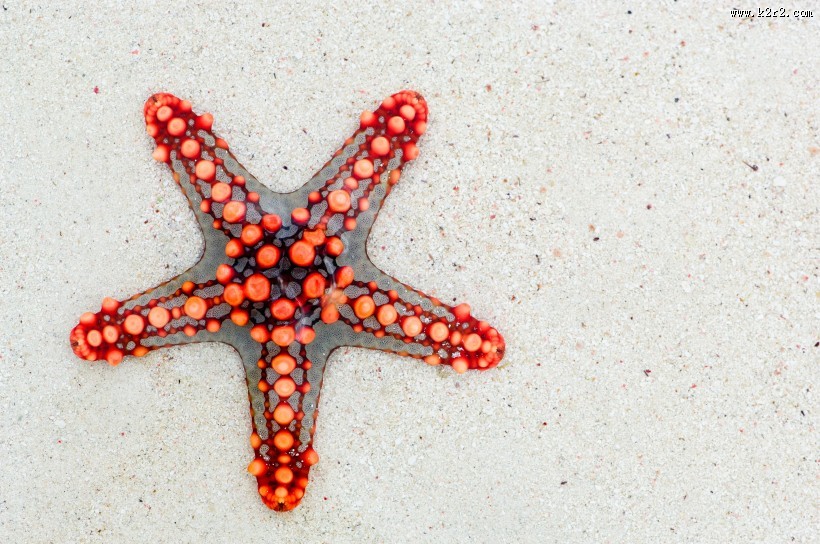 海星高清图片