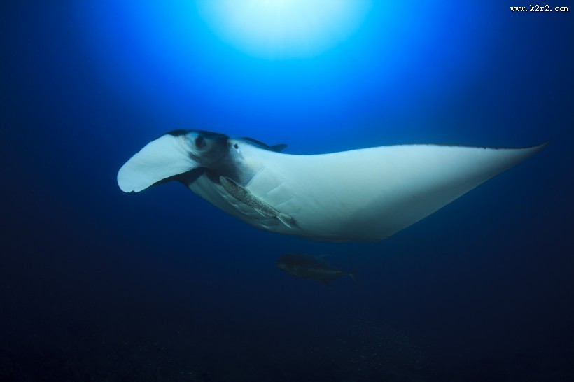 多种多样的海洋动物图片