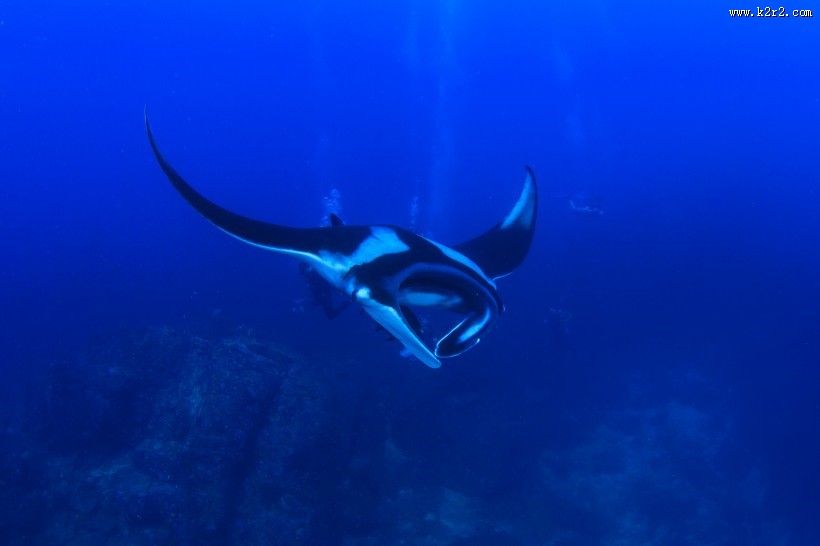 多种多样的海洋动物图片