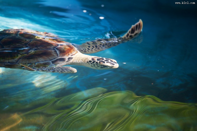 多种多样的海洋动物图片