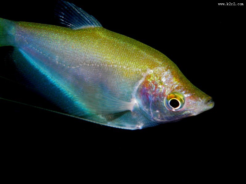 色彩鲜艳的热带海洋鱼图片大全