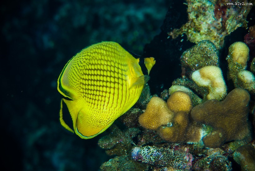 色彩鲜艳的热带海洋鱼图片大全