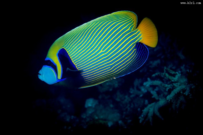 色彩鲜艳的热带海洋鱼图片大全