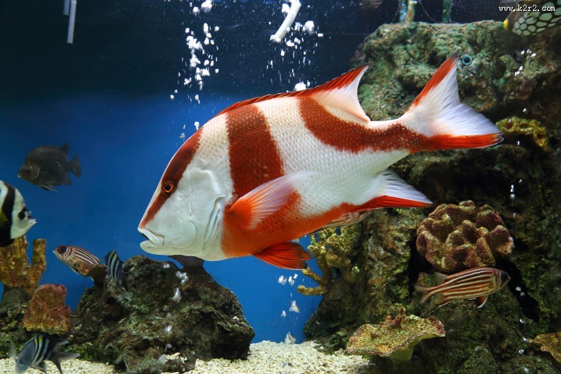 色彩鲜艳的热带海洋鱼图片大全